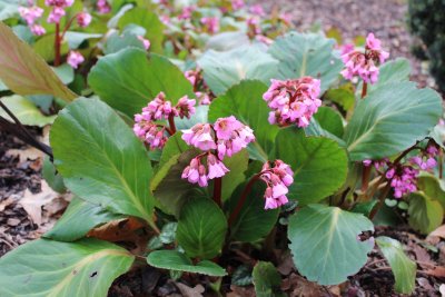 Bergenia cordifolia - bergenie srdčitá - květ a list